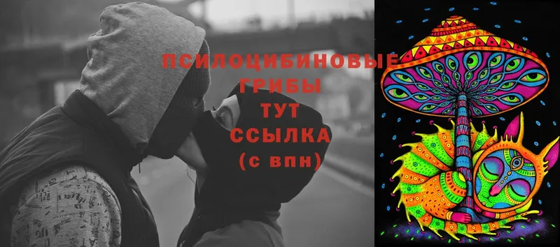 наркота  Правдинск  Галлюциногенные грибы Cubensis 